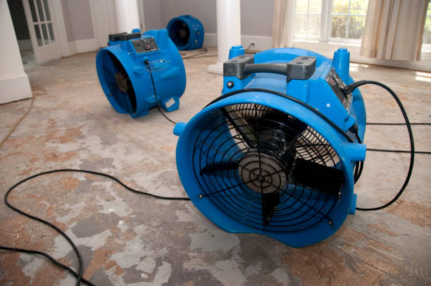 Best Mold removal after water damage  in Fort Stockton, TX